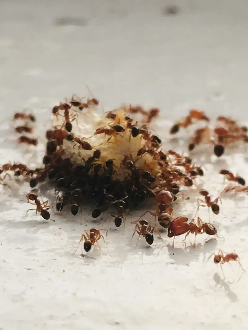 Ants on a kitchen counter