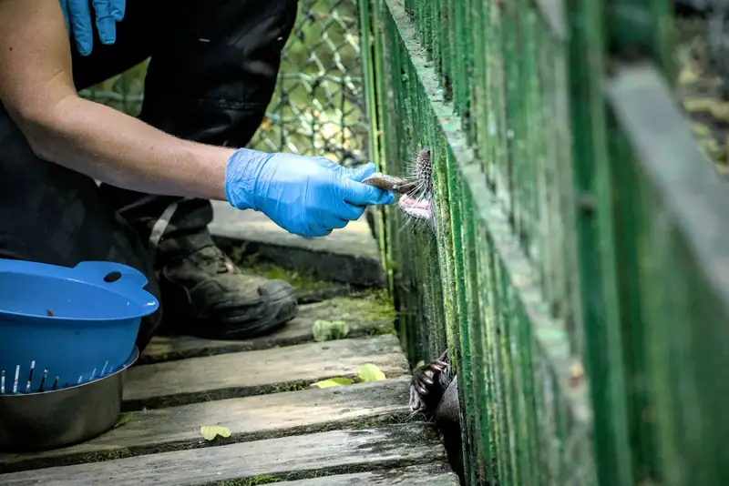 Pest control technician treating a home