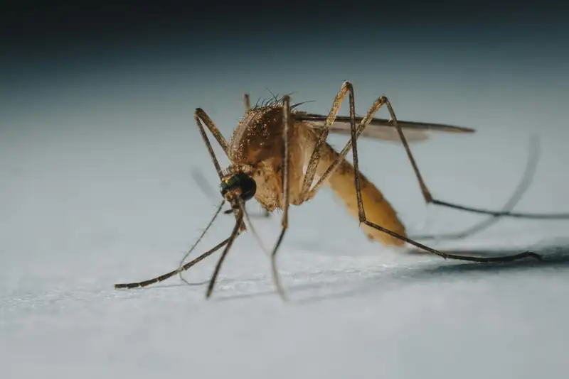 Mosquito on skin