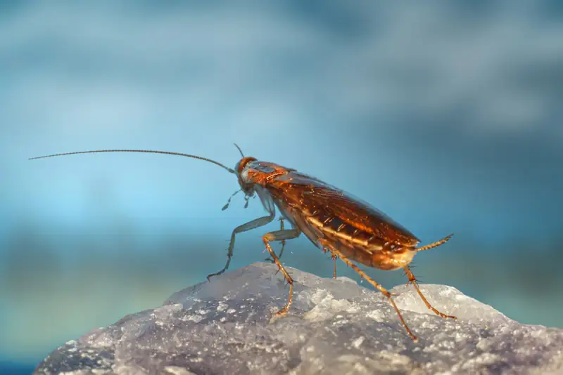 Cockroach on a floor