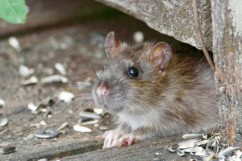 Rodent near a home