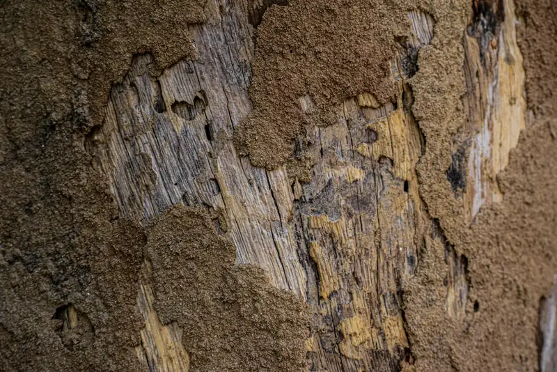 Termites in damaged wood